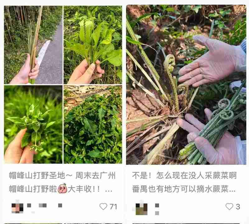 春日挖笋乐趣多;老人肺部却遭重创,医生反复强调防护要点。 健康养生