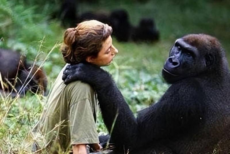  【科学史深度】从基因壁垒到伦理红线：伊万诺夫人猿杂交实验的系统性失败解剖 新闻 【科学史深度】从基因壁垒到伦理红线：伊万诺夫人猿杂交实验的系统性失败解剖 新闻