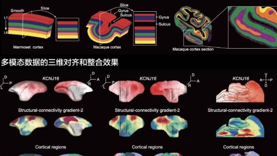  从盛大到Tanka：陈天桥的技术哲学与AI时代的「确权」逻辑 IT技术